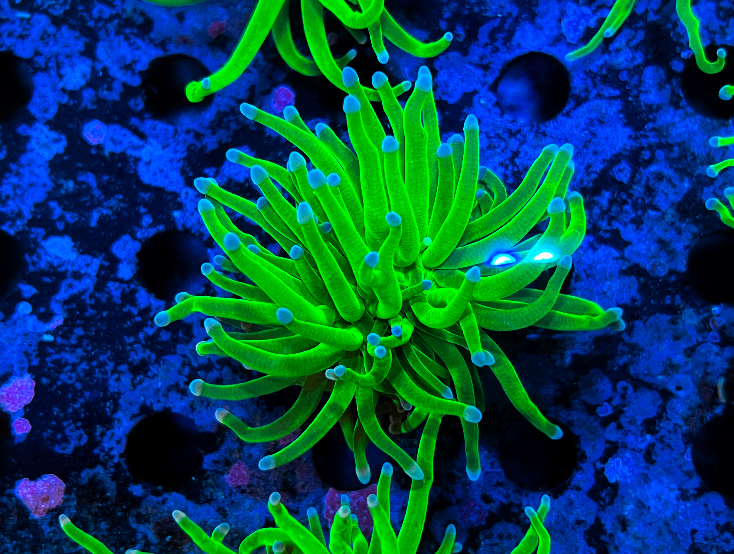 Euphyllia Glabrescens Green