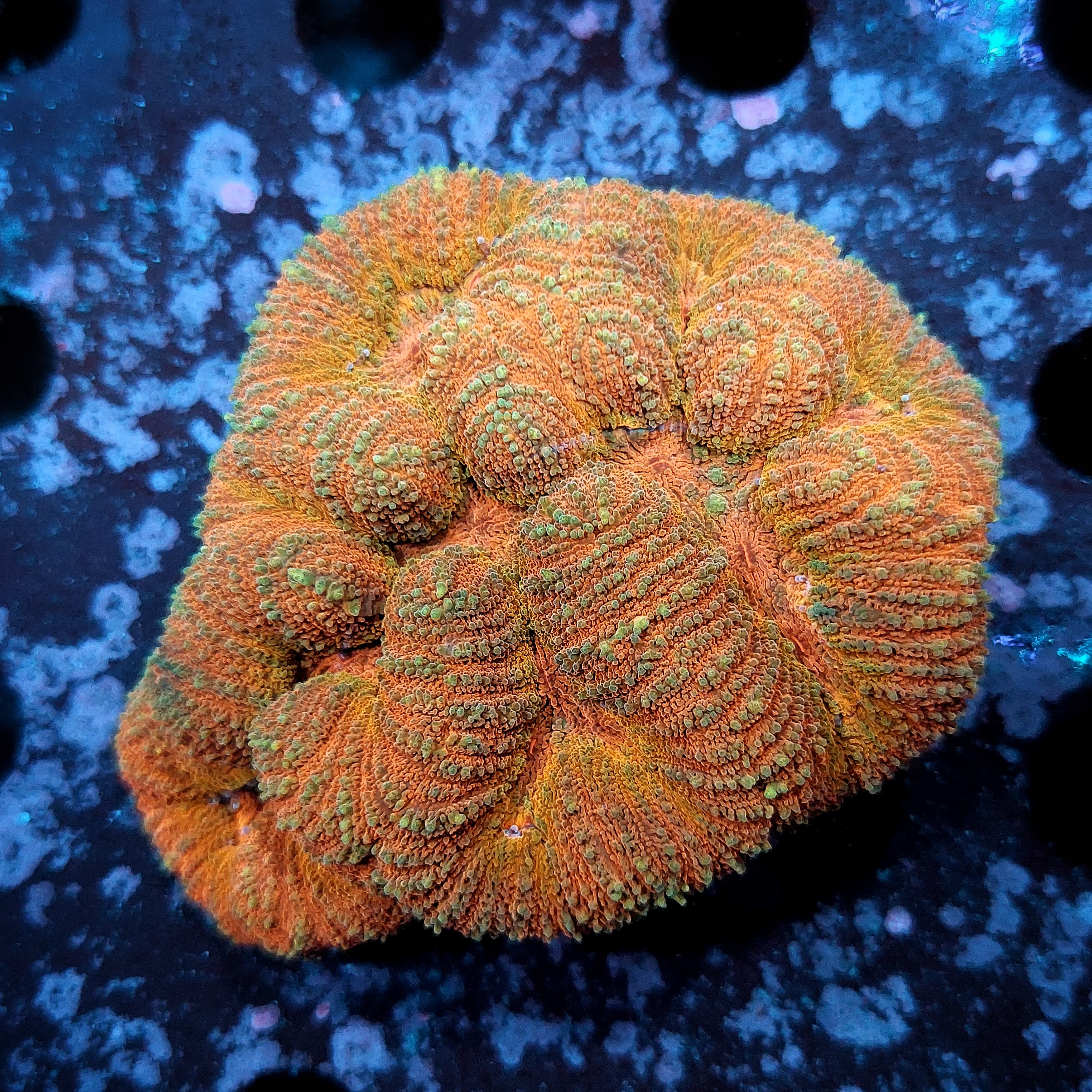 Lobophyllia sp. Orange