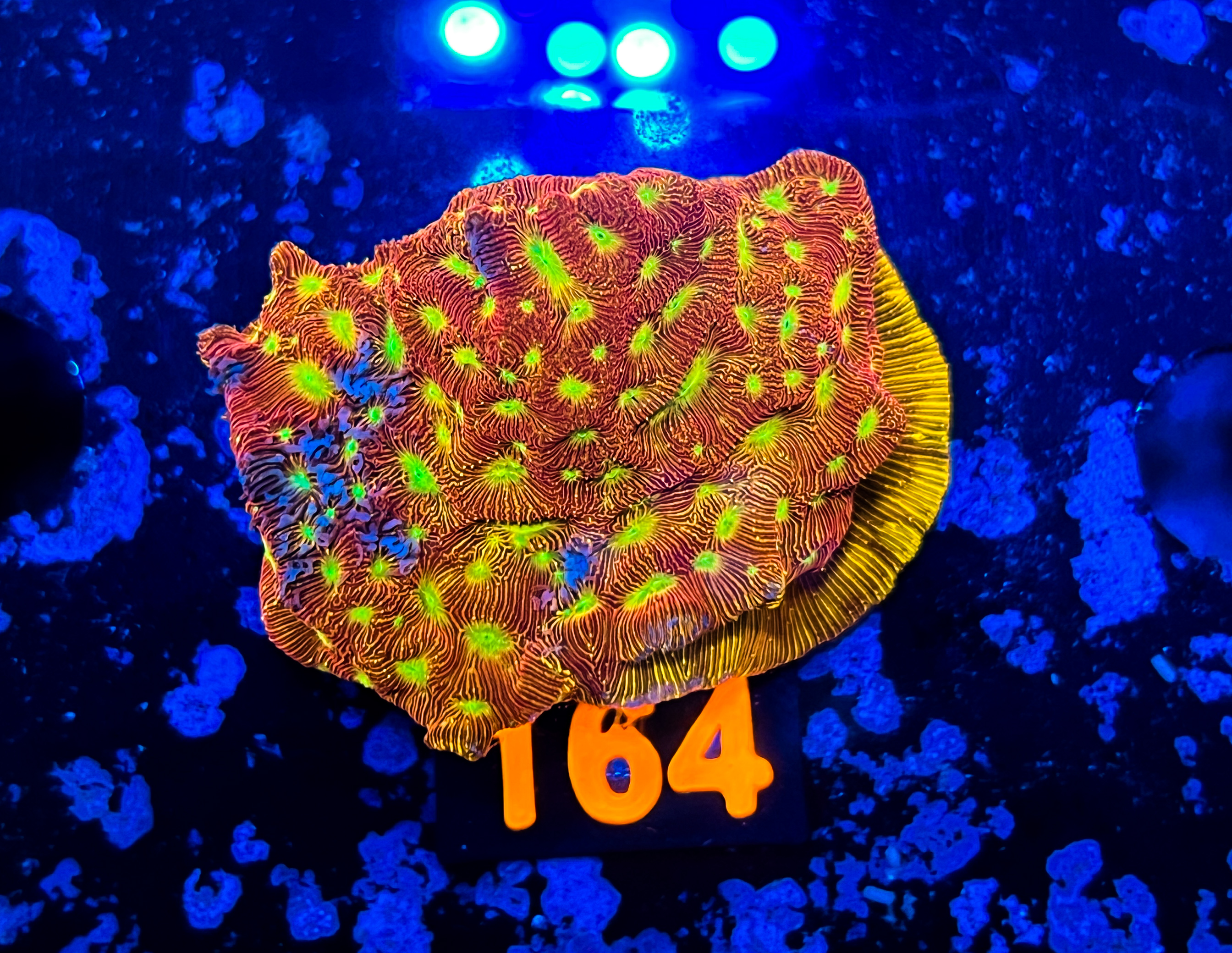 Leptoseris Jack - o - Lantern