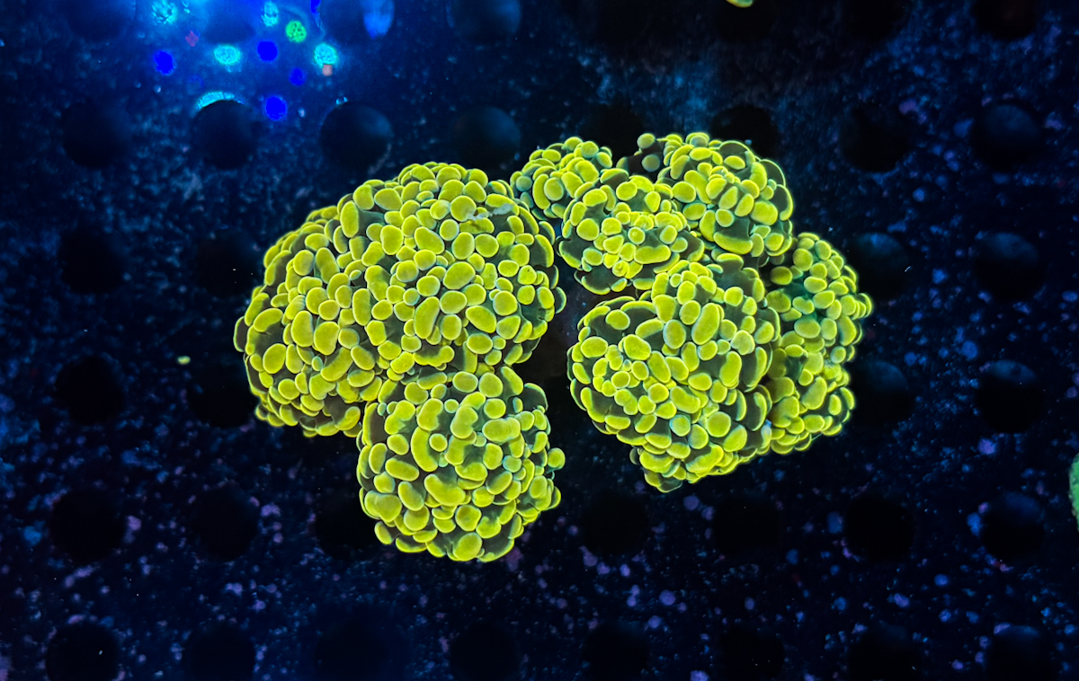 Euphyllia Paraancora Gold Colony