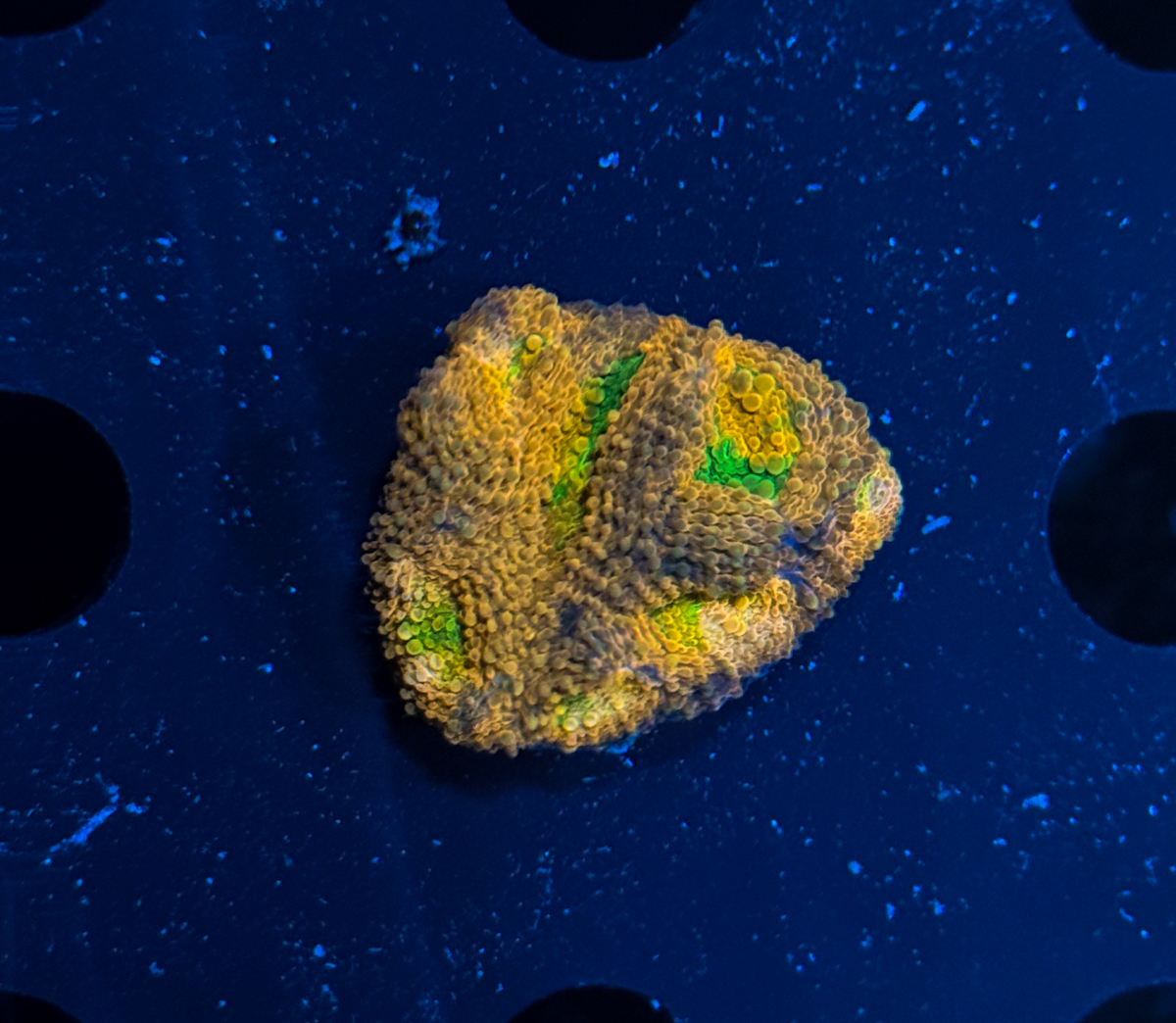 Acanthastrea echinata Green Eye