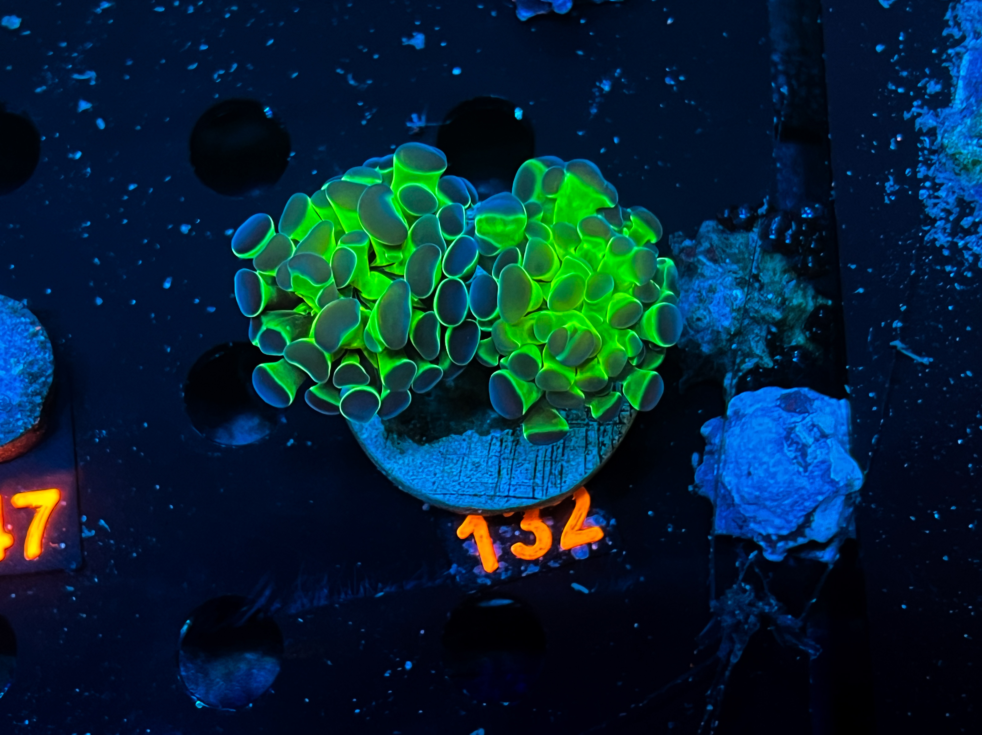 Euphyllia Paraancora Bicolor - Doppelkopf
