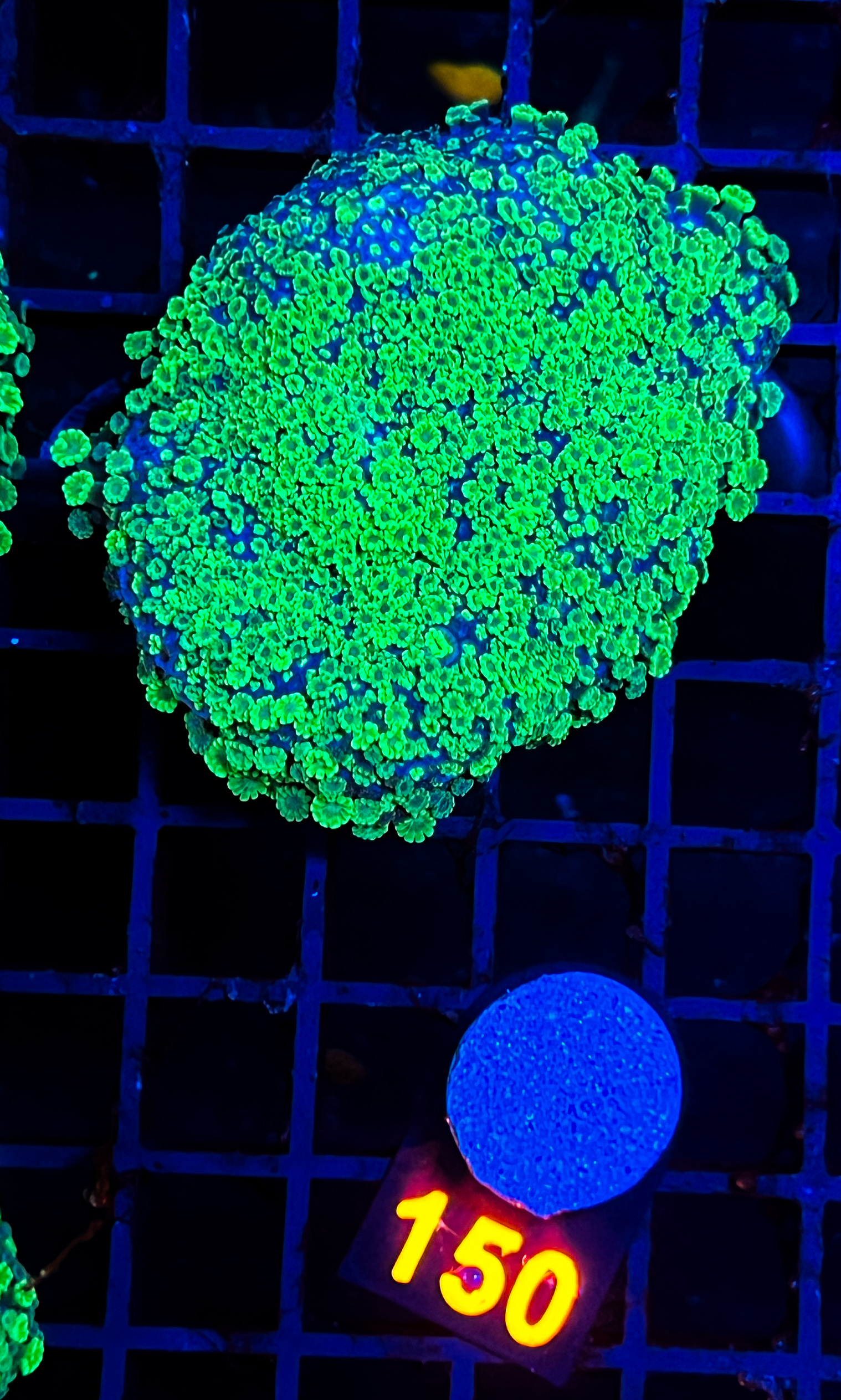 Alveopora sp. Green (Indo Kurzpolypig)