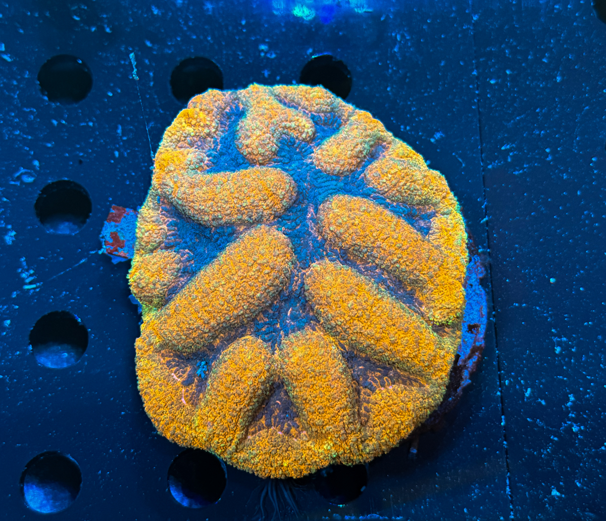 Lobophyllia sp. Orange Glow