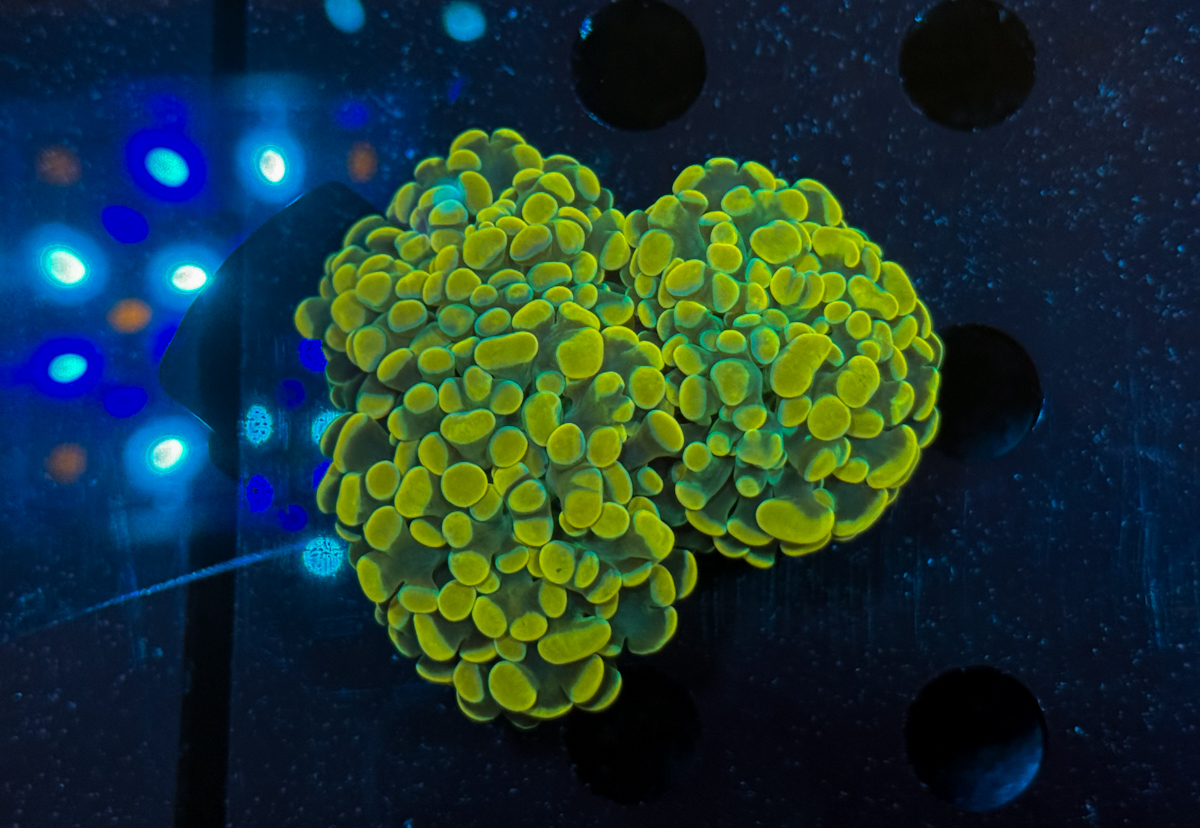 Euphyllia Paraancora Gold