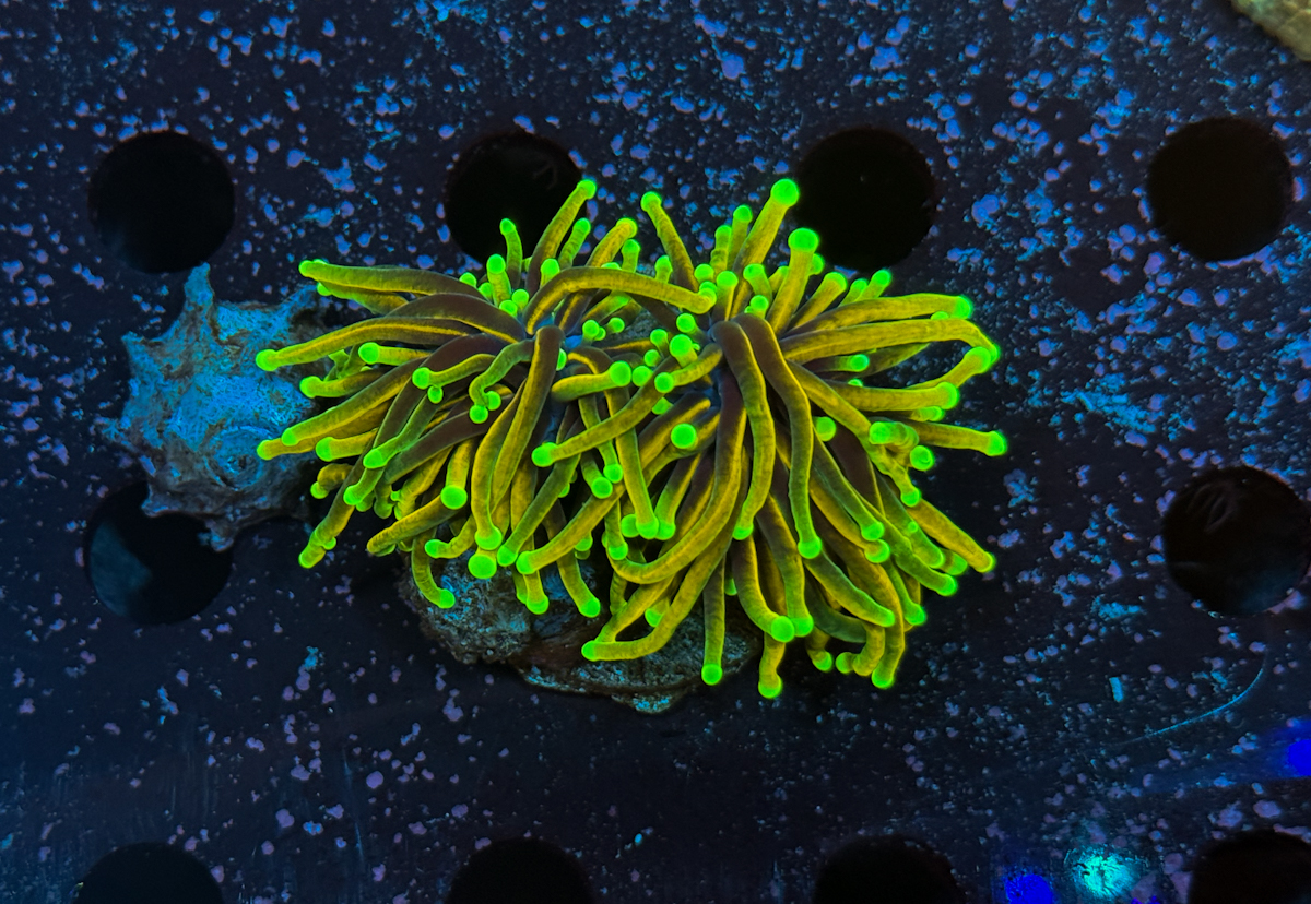 Euphyllia Glabrescens