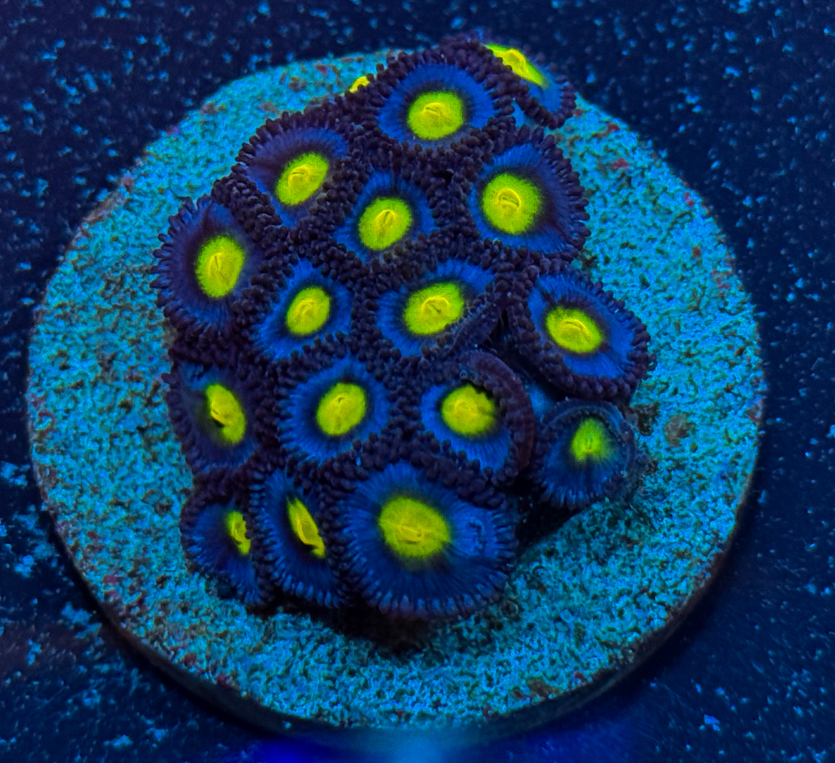Zoanthus sp. AOI