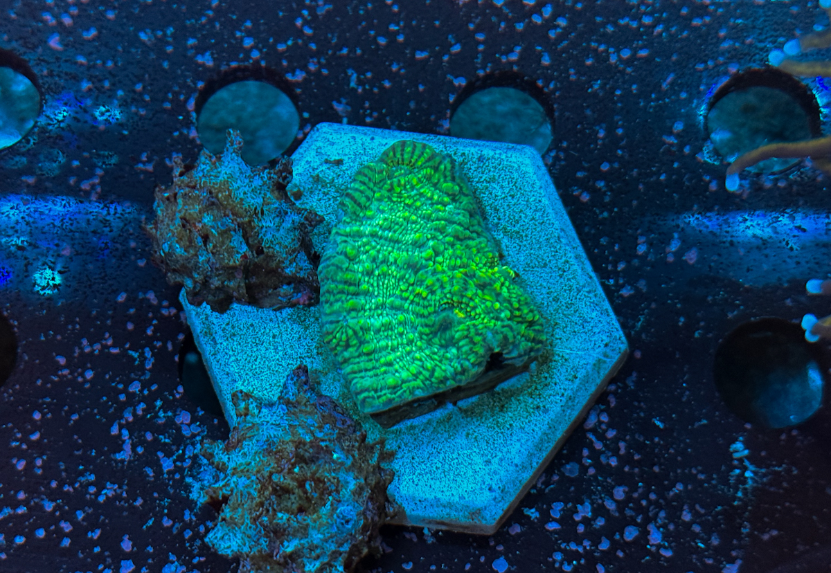Chalice sp. Green Stripes