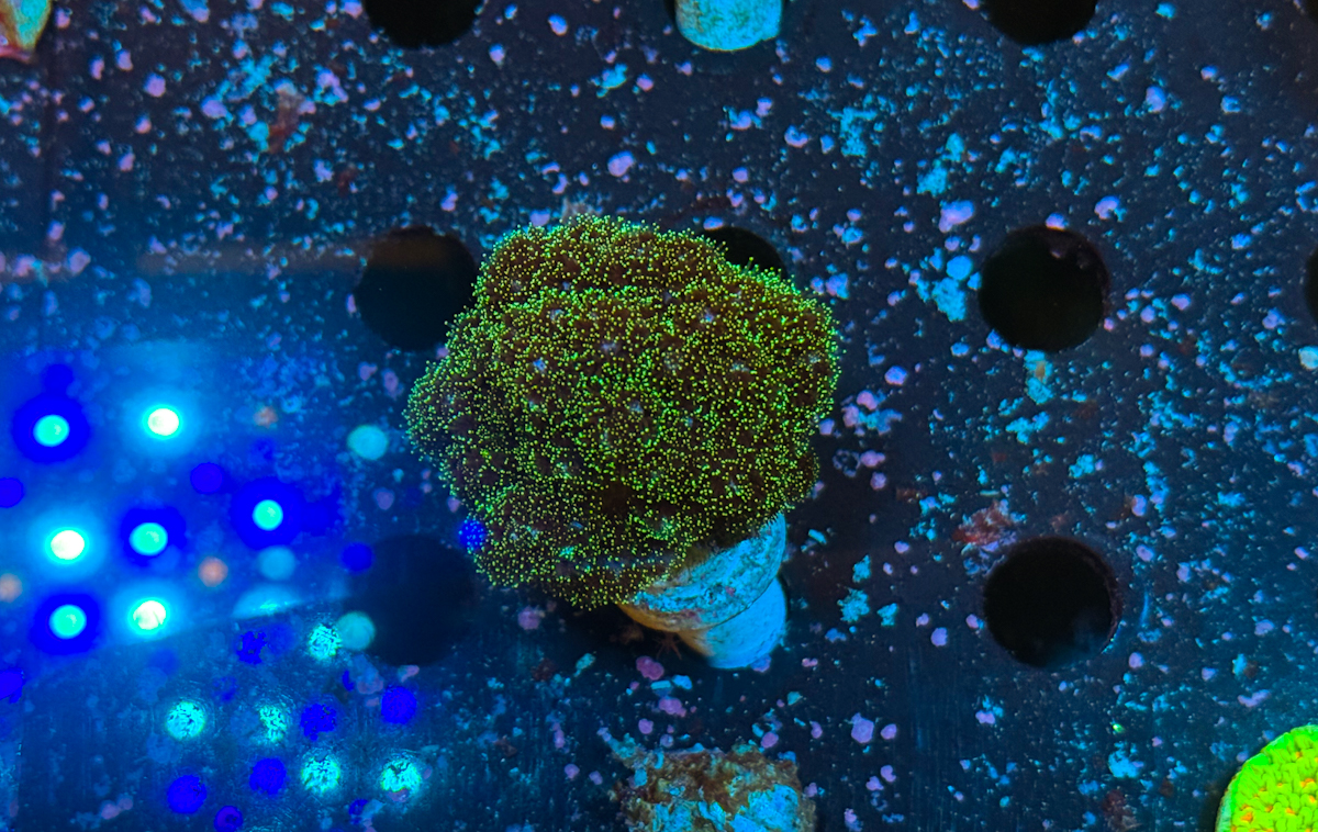 Poccilopora damicornis