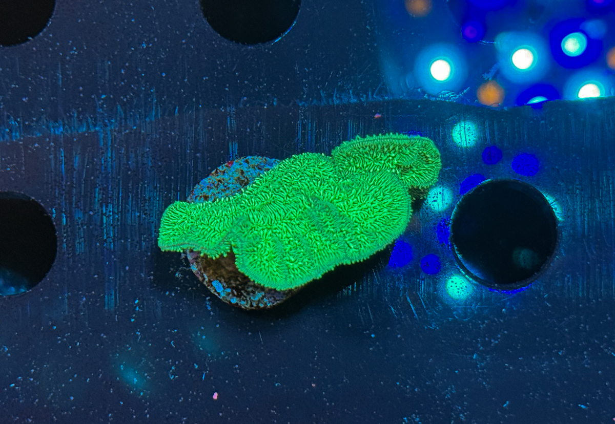 Pavona cactus Green
