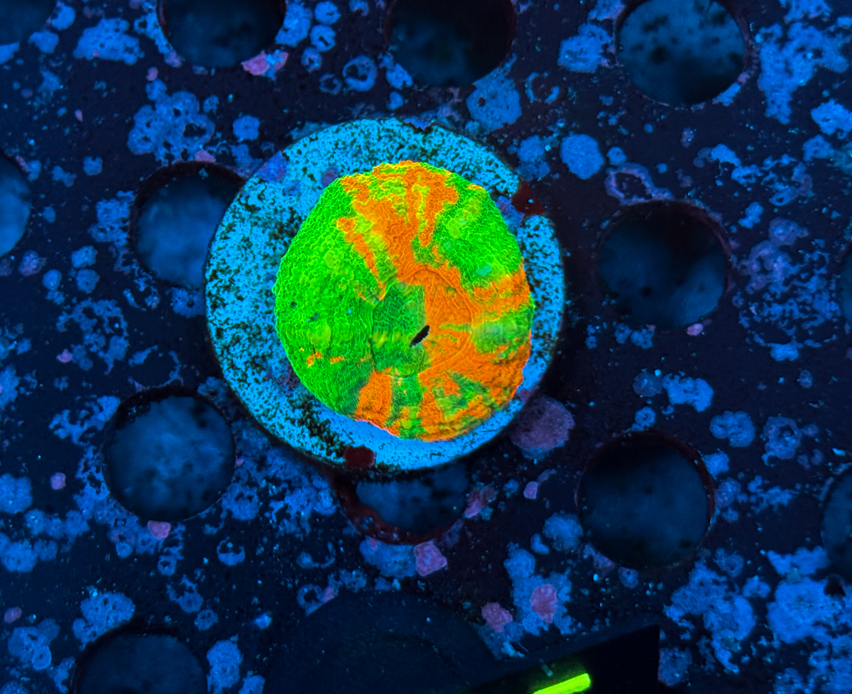 Scolymia australis Bleeding Apple