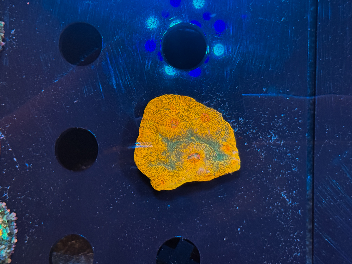 Acanthastrea echinata Yellowstone