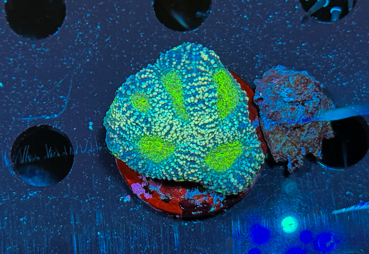Favia sp. Green Storm