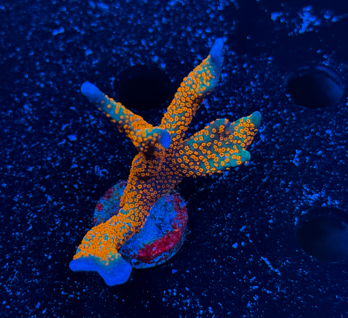 Montipora sp. Bubblegum