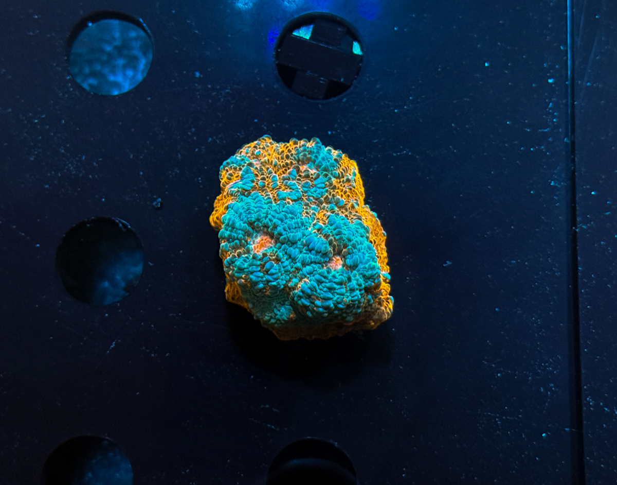 Acanthastrea echinata Grater