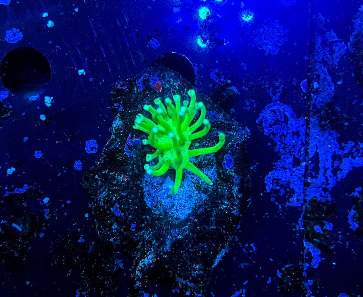 Sarcophyton sp. South China Tood