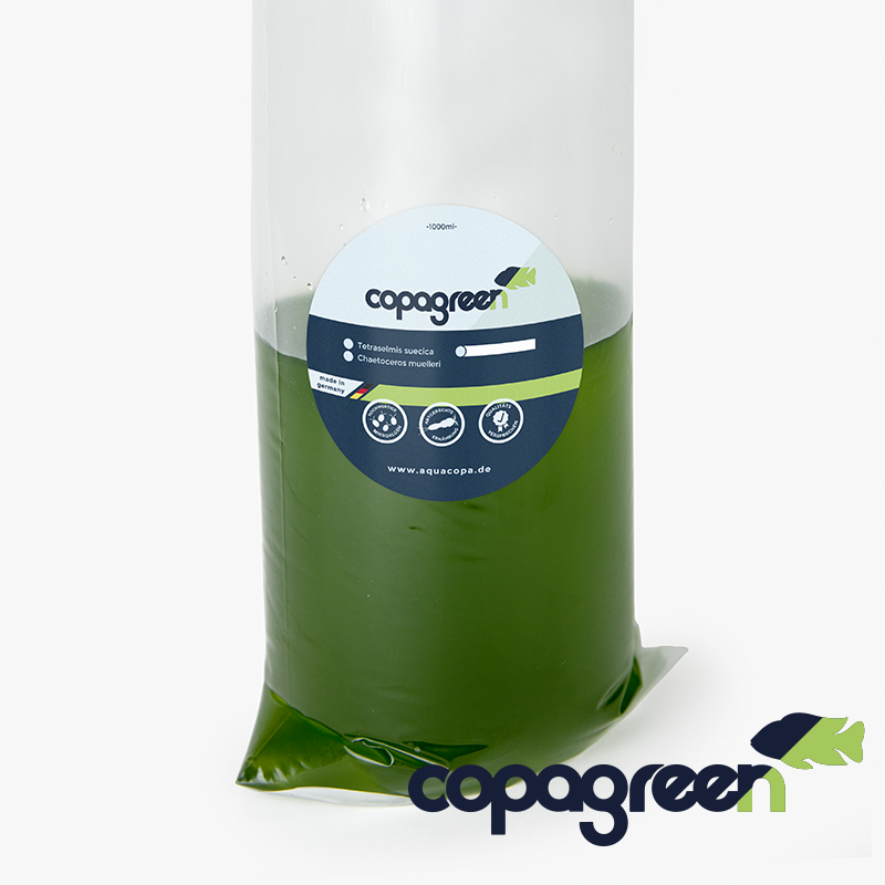 Mikroalge Tetraselmis suecica 1000ml Mikroalge Tetraselmis suecica 1000ml