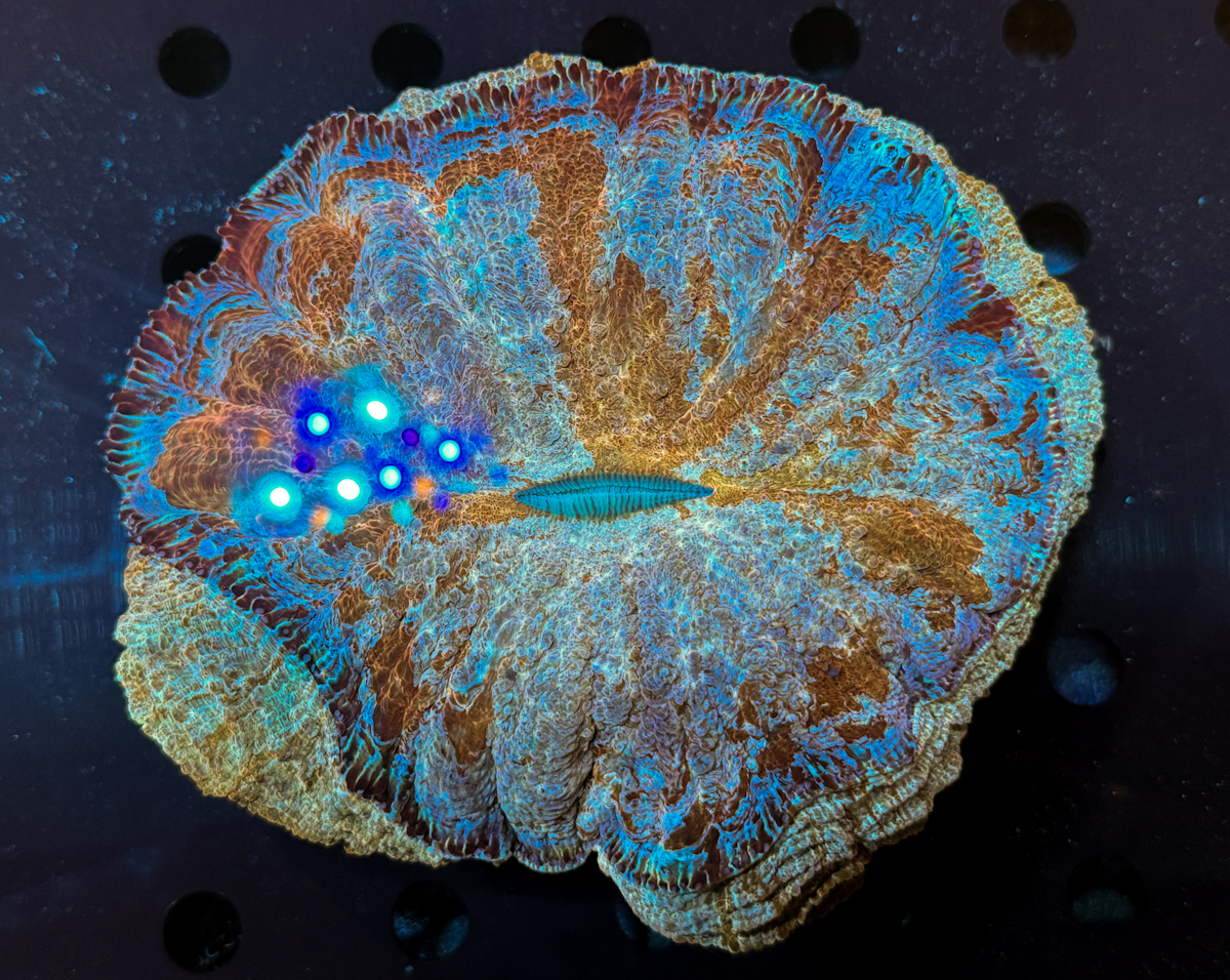 Acanthophyllia sp. Gold Camouflage