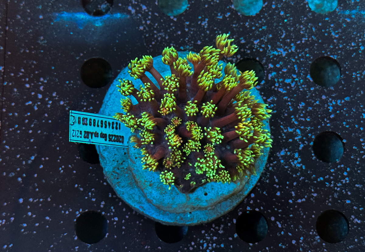 Goniopora sp. Flames