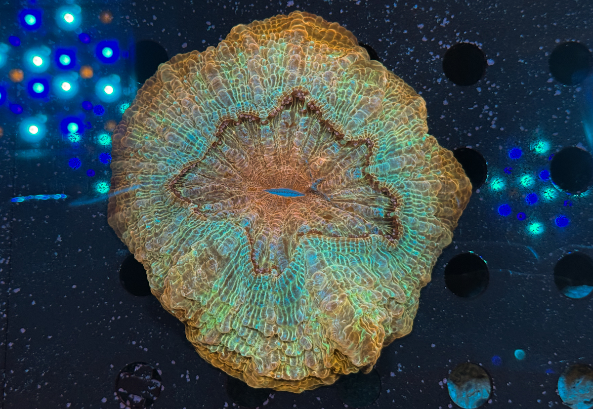 Acanthophyllia sp. Sunrise