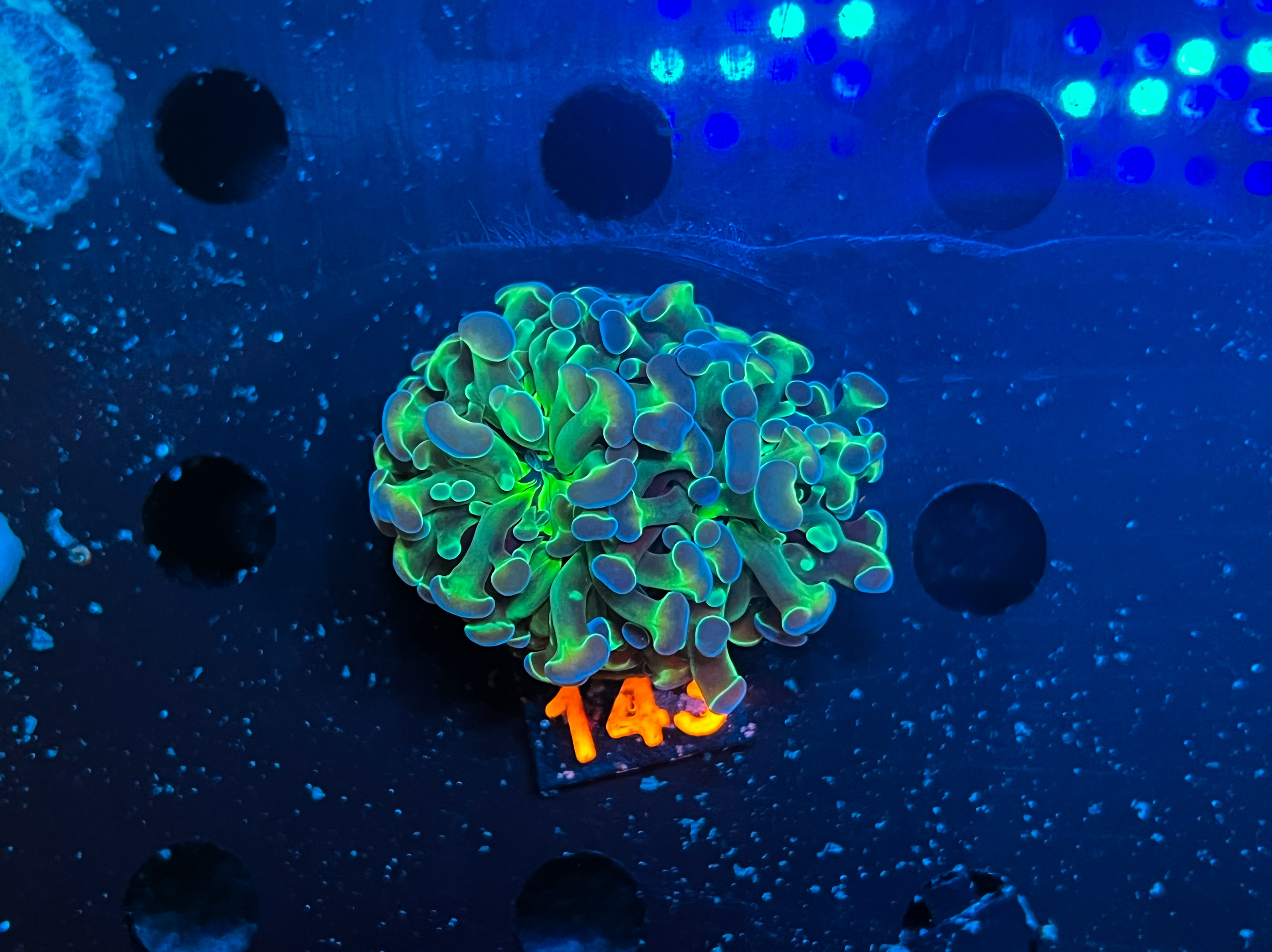 Euphyllia Paraancora Bicolor