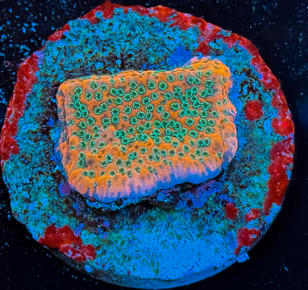 Montipora sp. Cherry Tree