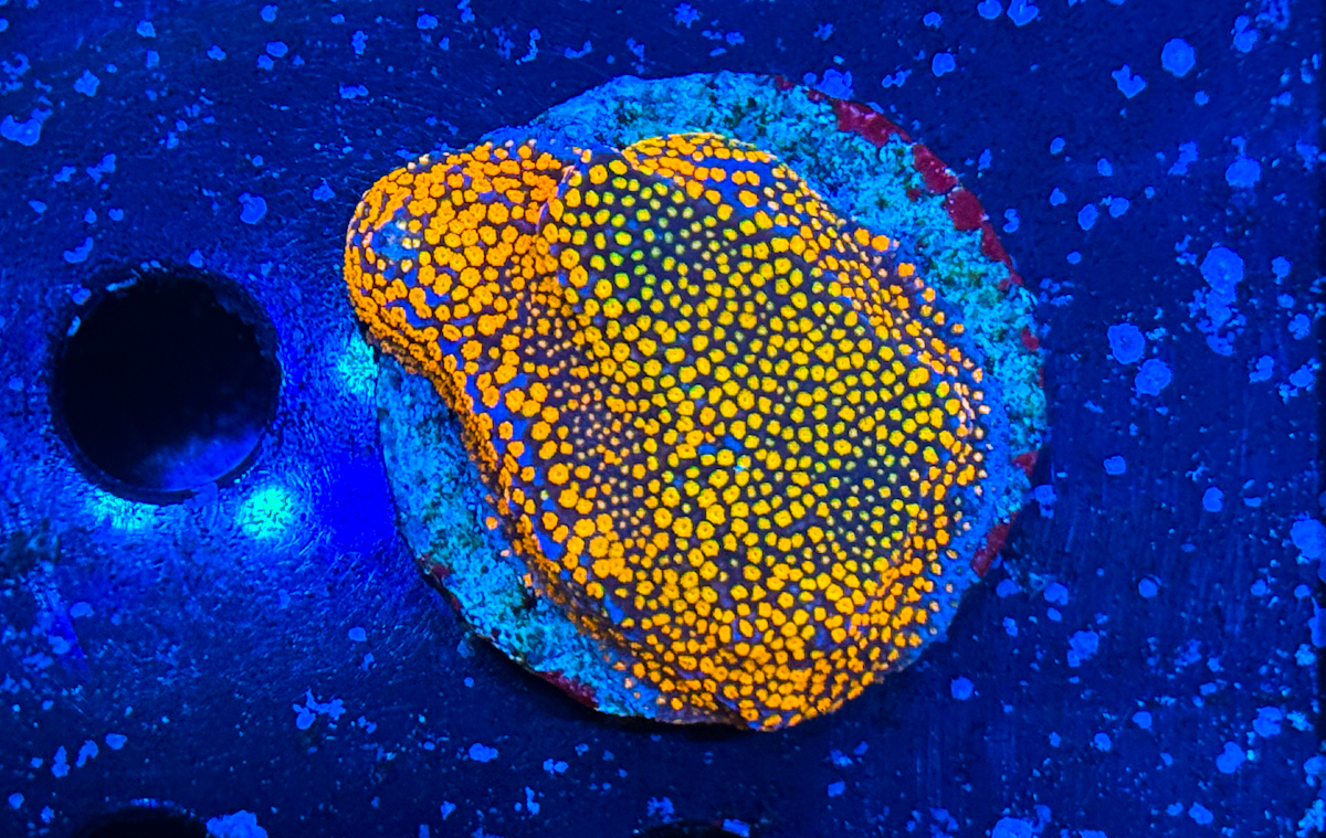 Montipora sp. Rainbow