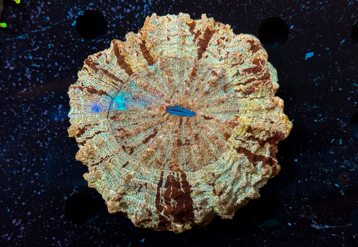 Acanthophyllia sp. Scars