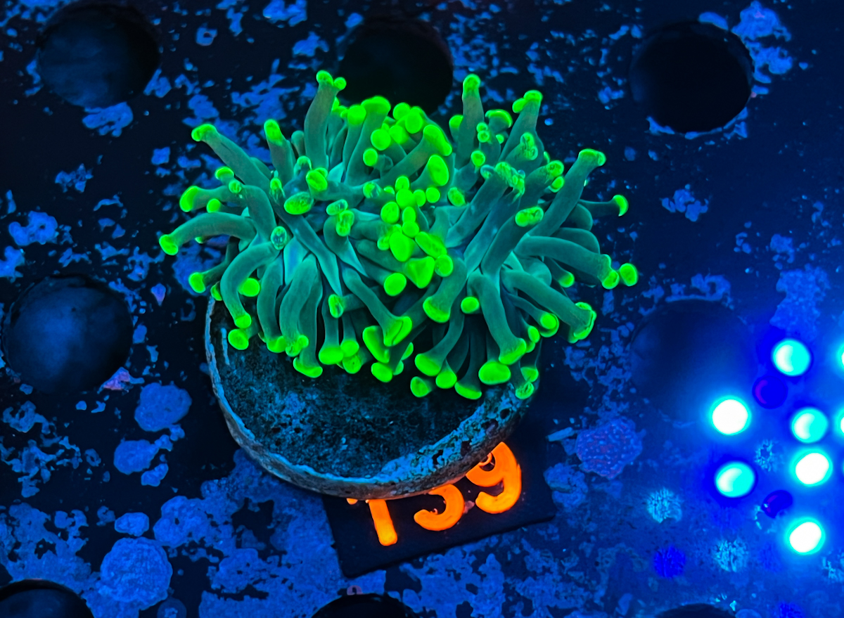 Euphyllia Paraancora Green