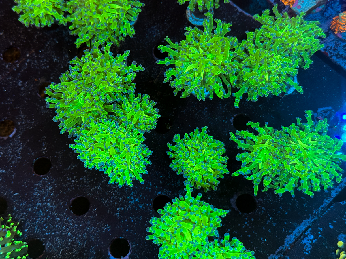 Euphyllia Paradivisa Bicolor Euphyllia Paradivisa Bicolor