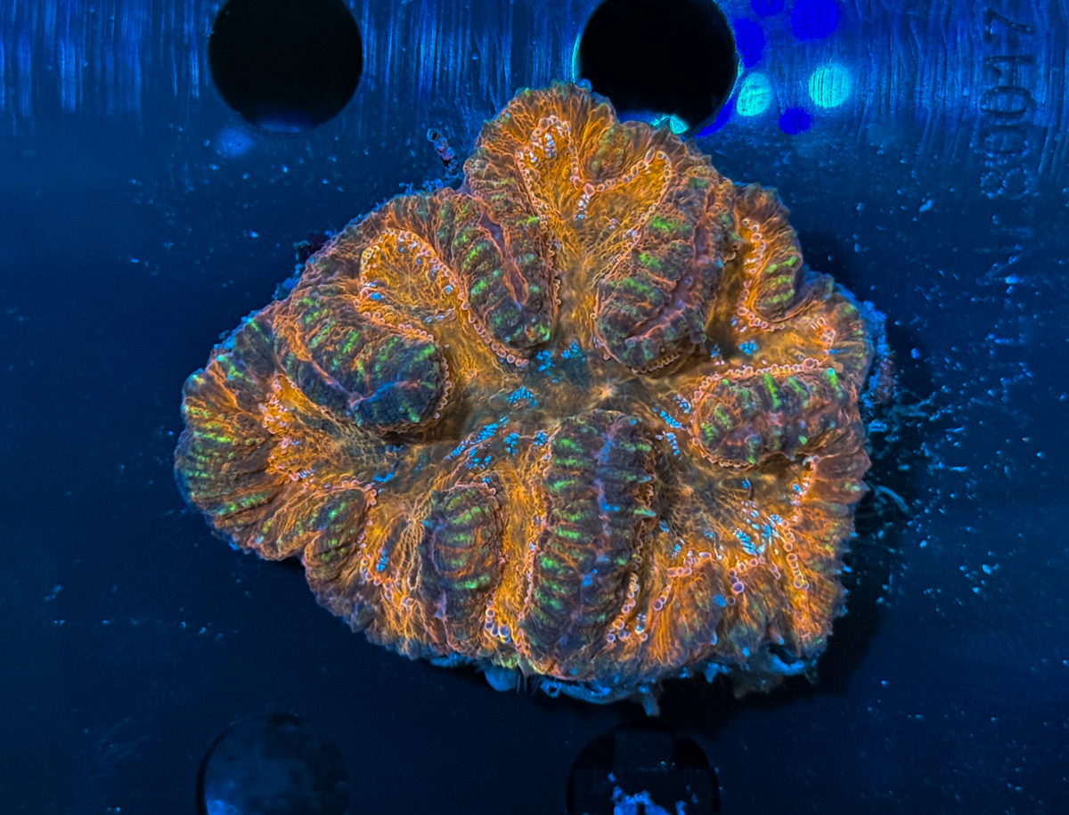 Lobophyllia sp. Color Splash