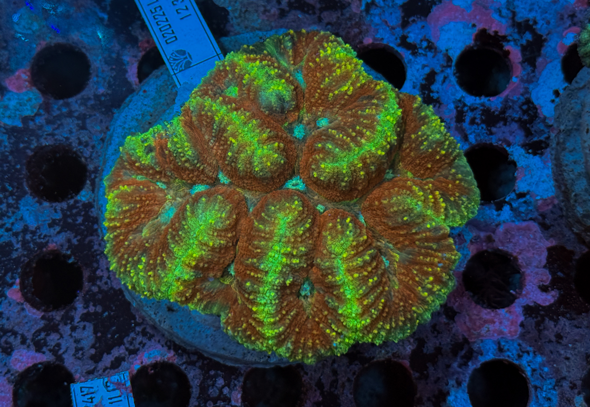 Lobophyllia sp. Toxic Rim