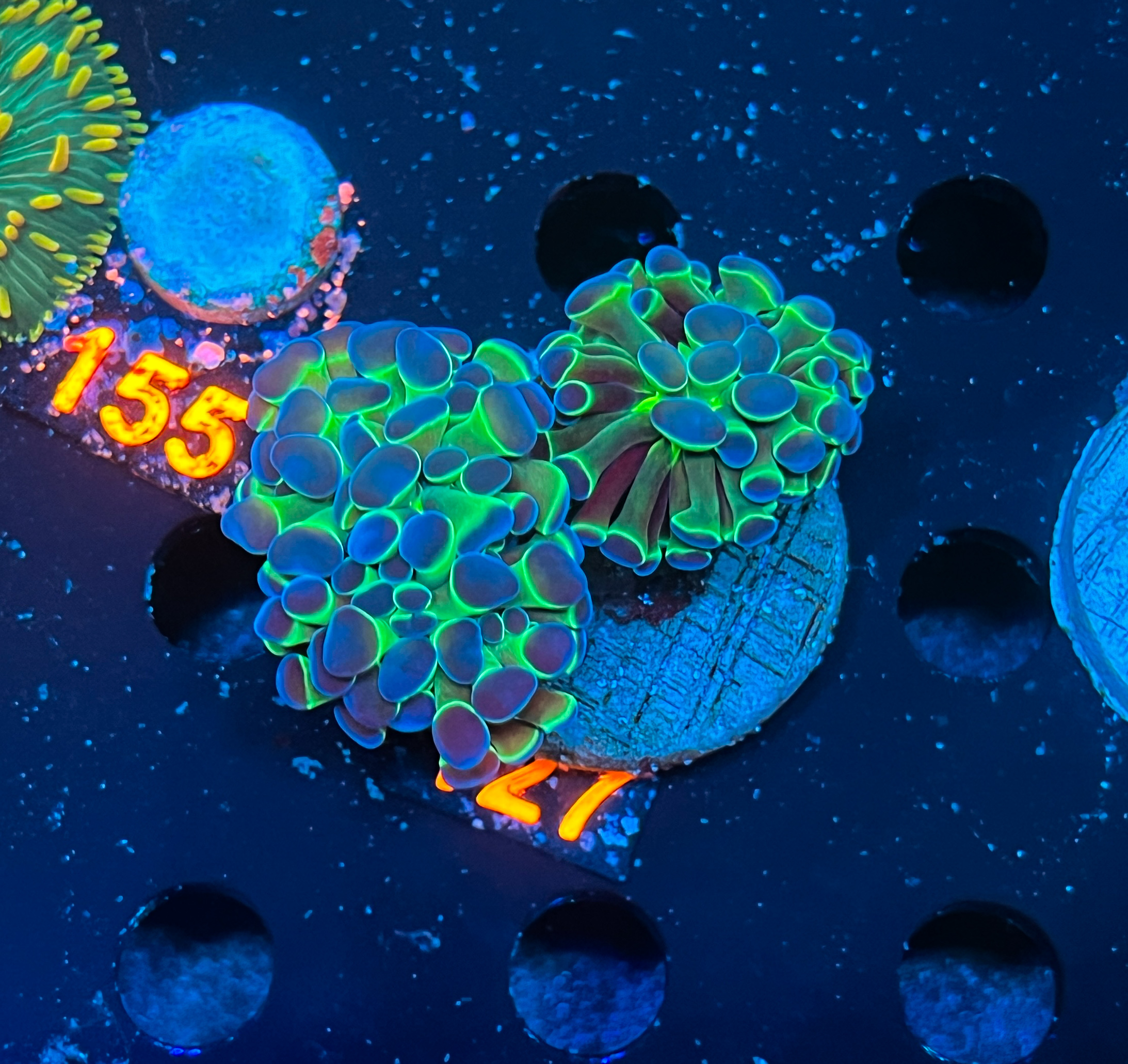 Euphyllia Paraancora Bicolor - Doppelkopf