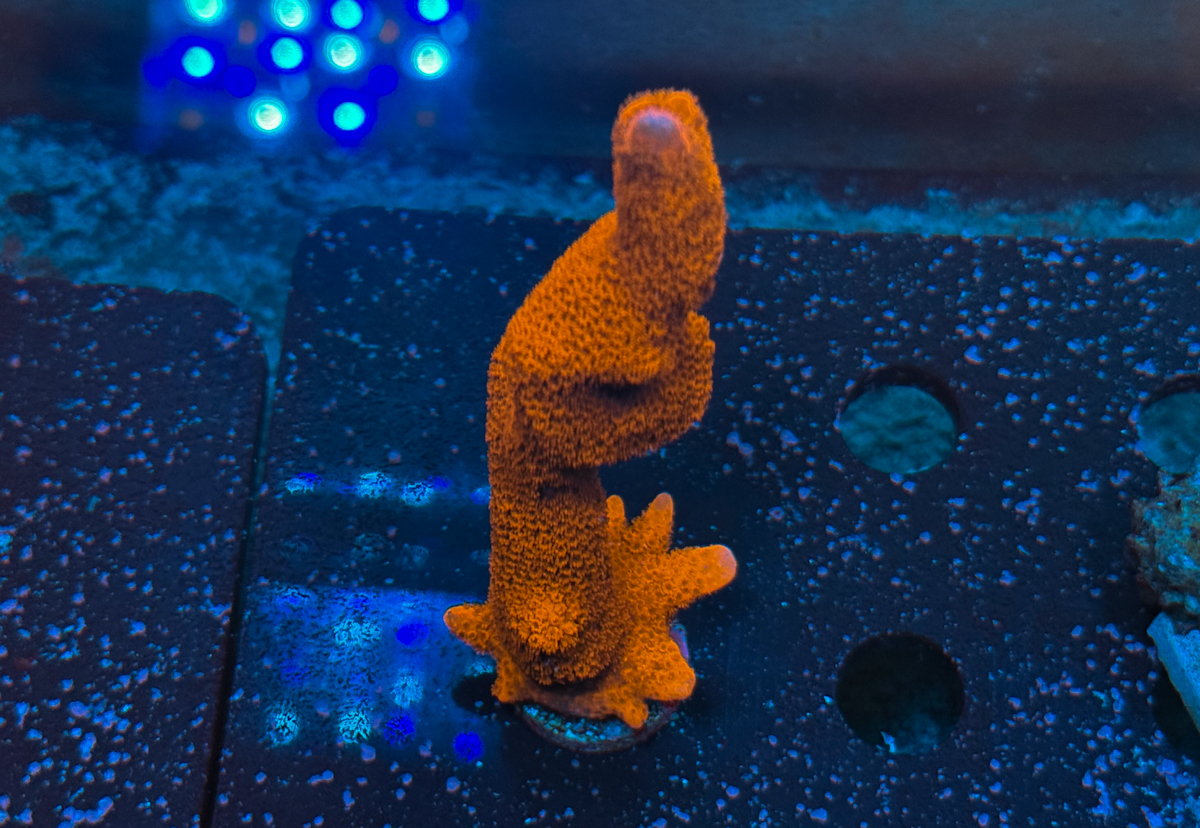 Montipora sp. Digitata Red