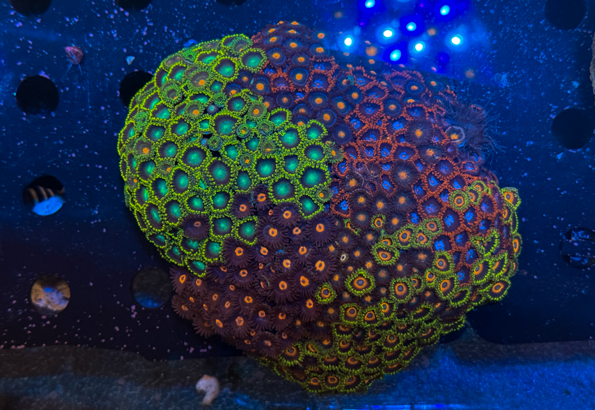 Zoanthus sp. Mix Rock