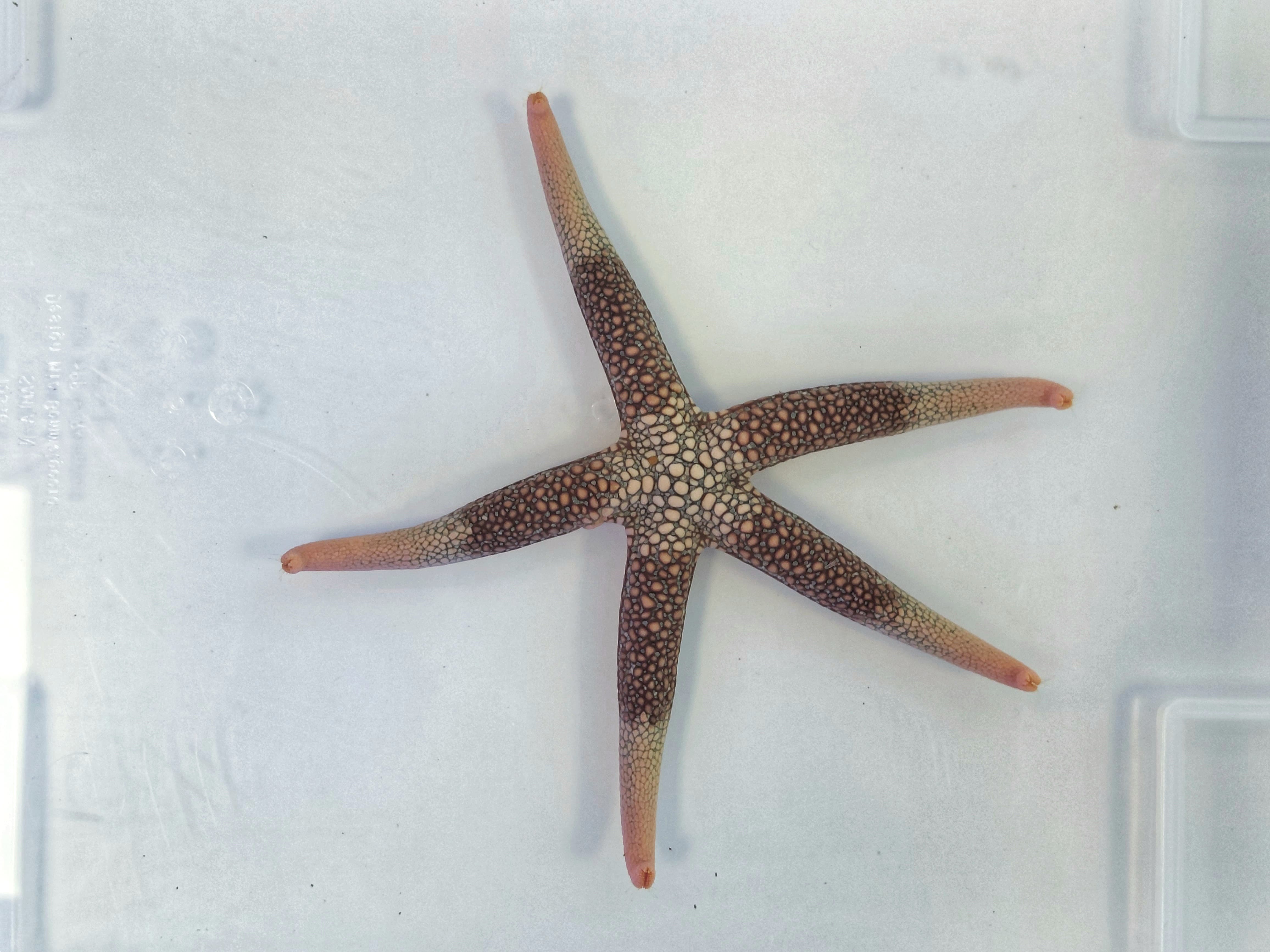 Nardoa novaecaledoniae Nardoa novaecaledoniae