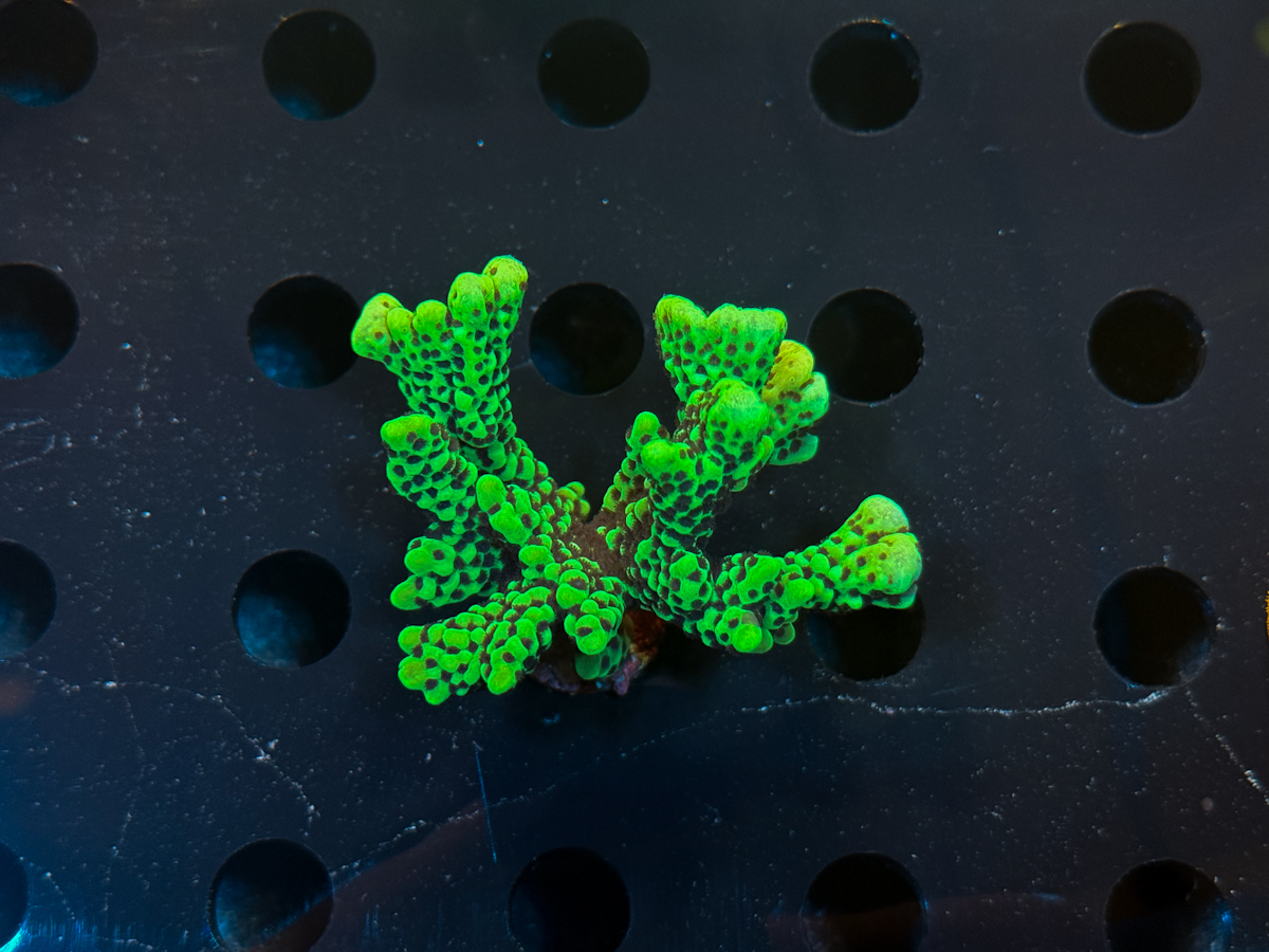 Montipora sp.