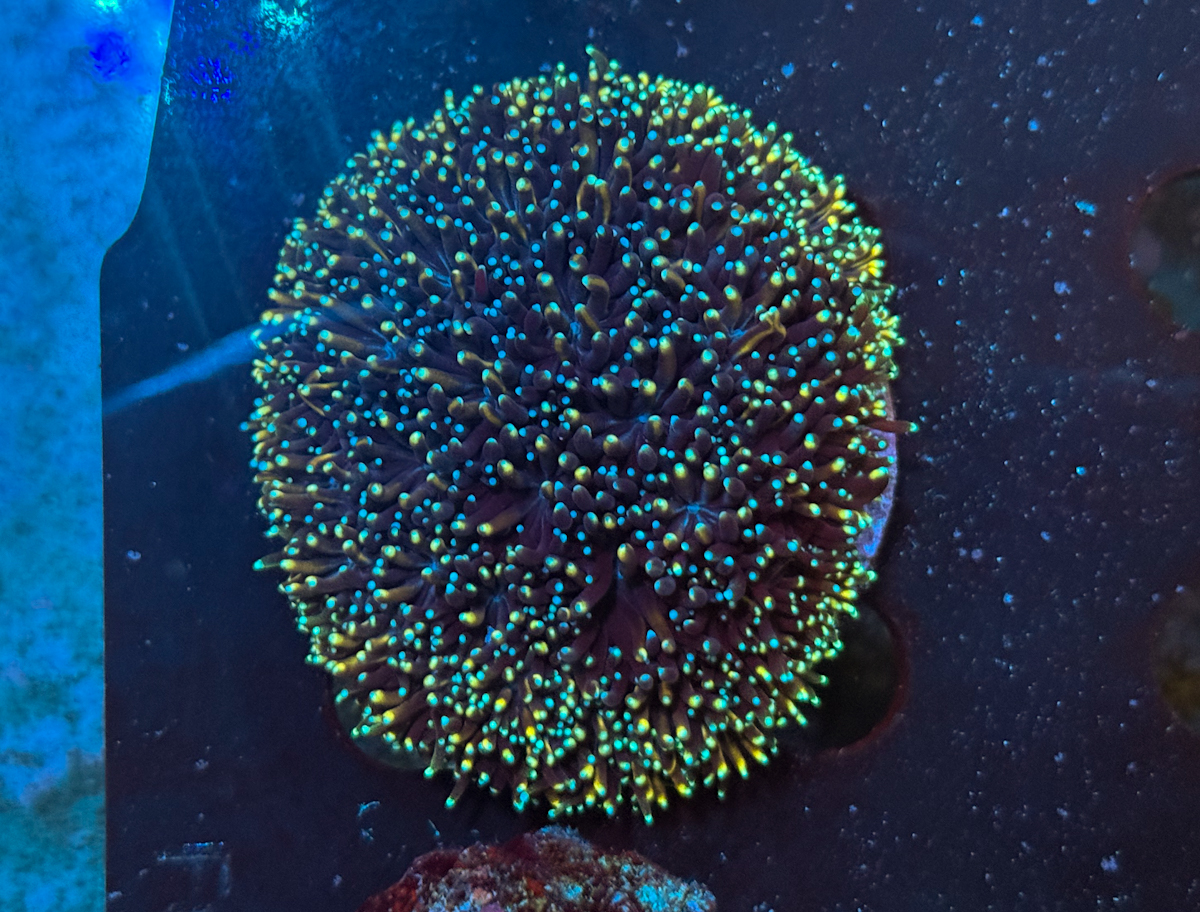 Galaxea spp. Orange Rainbow Galaxea spp. Orange Rainbow