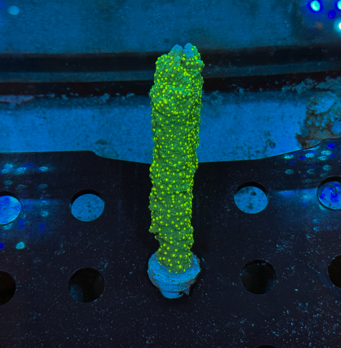 Montipora hirsuta