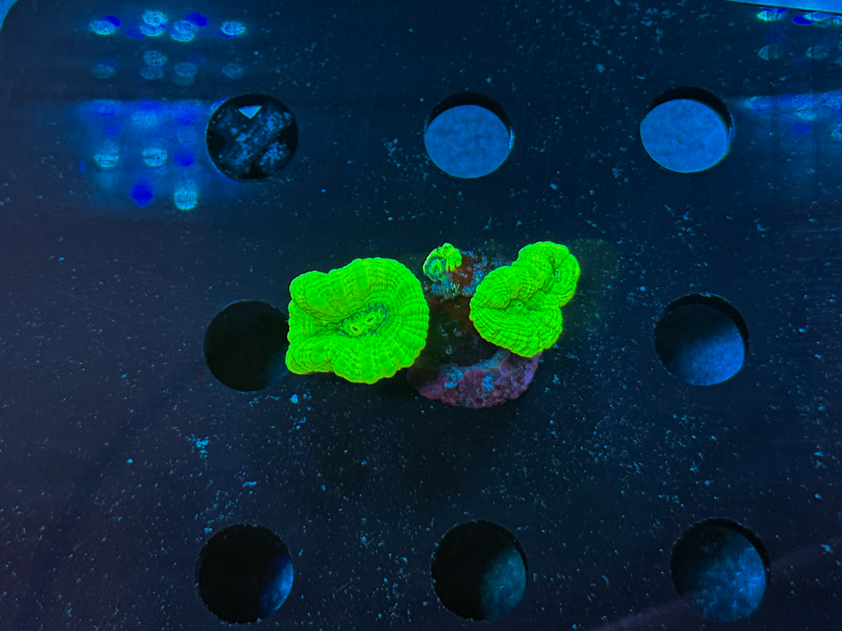Caulastrea sp. Neon Green