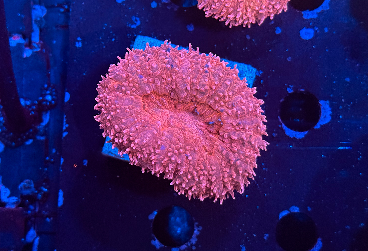 Lobophyllia spp. Red Velvet