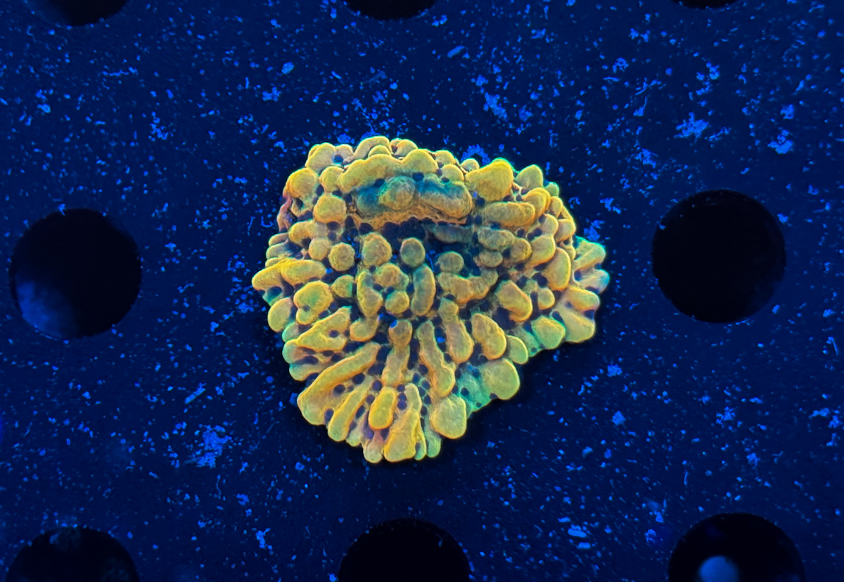 Montipora sp. Crazy-T