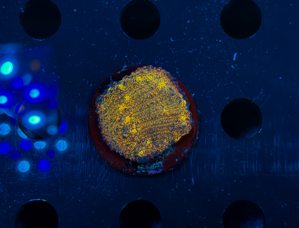 Chalice sp. Gold Glitter