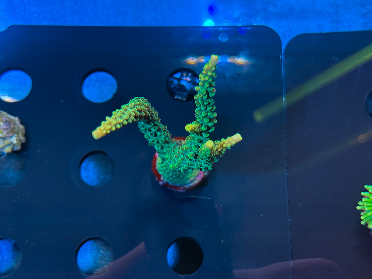 Acropora sp.