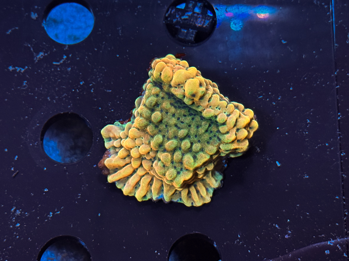 Montipora sp. Crazy-T