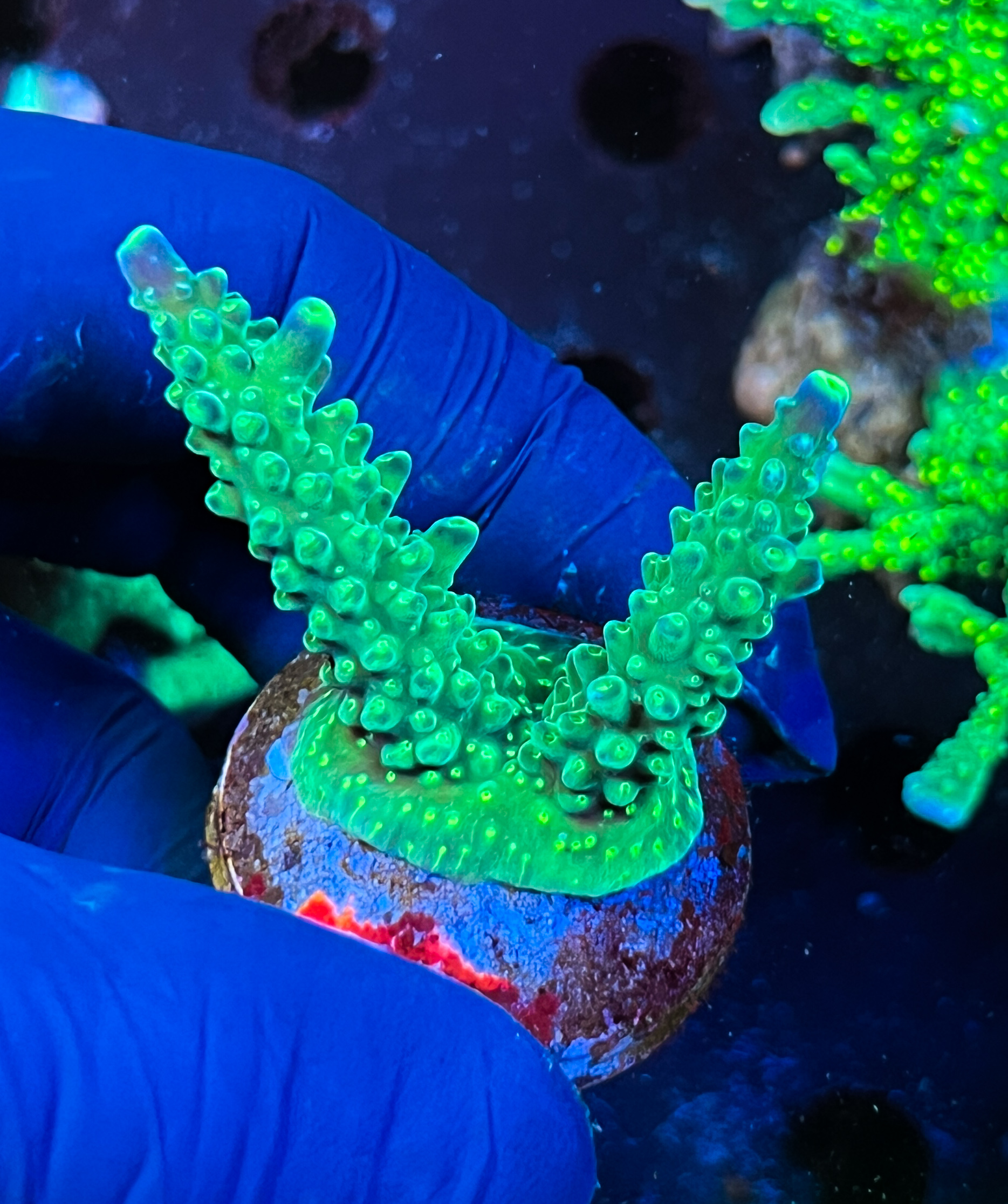 Acropora sp. 
