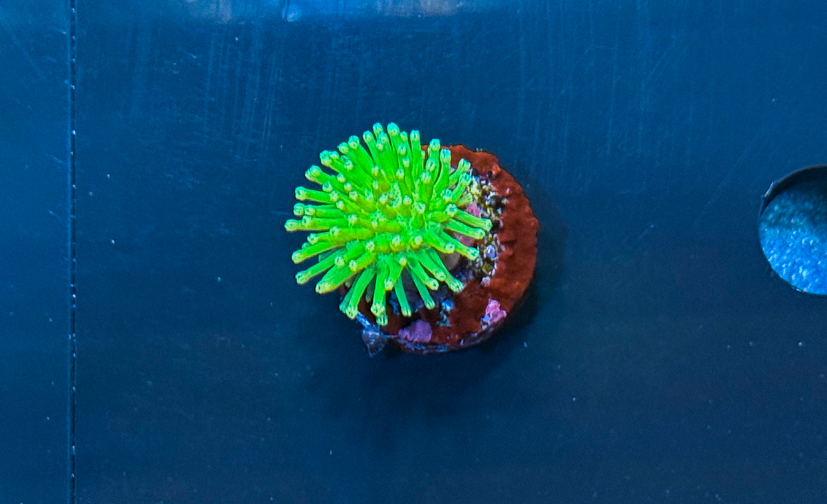 Sarcophyton South China Todd