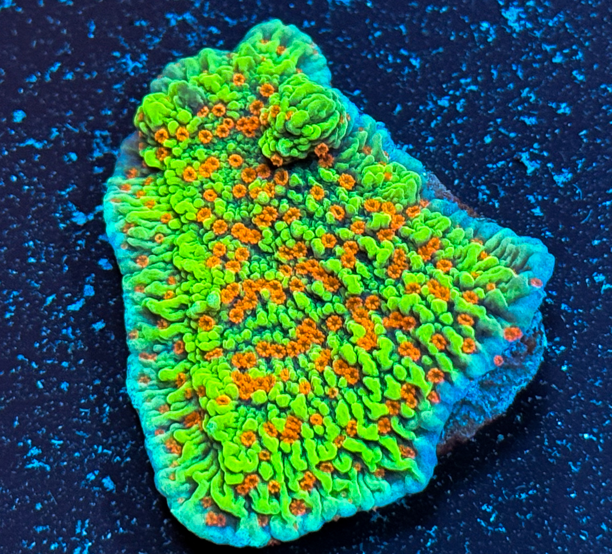 Montipora sp. Volcanic Eruption
