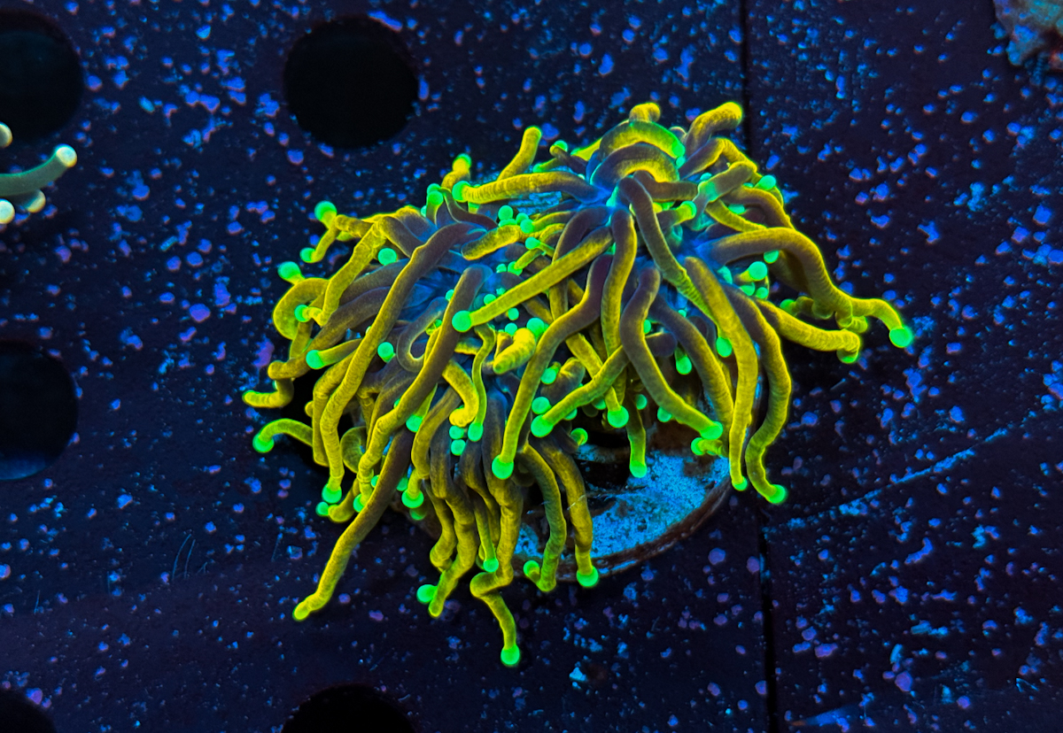 Euphyllia Glabrescens Gold
