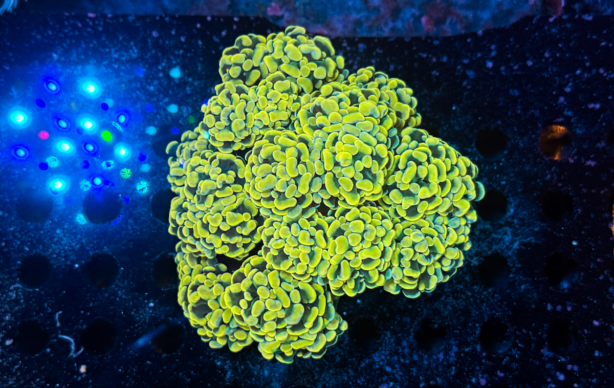 Euphyllia Paraancora Gold Colony